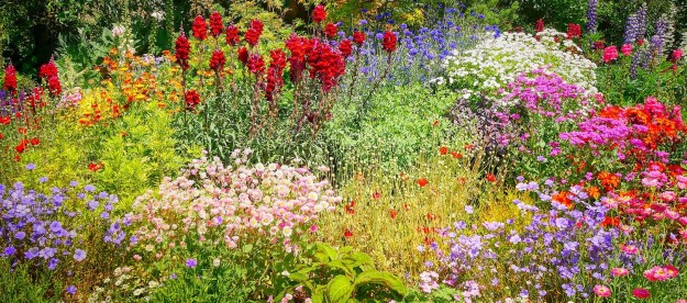 These perennial blooms look gorgeous all year-round | HappySprout