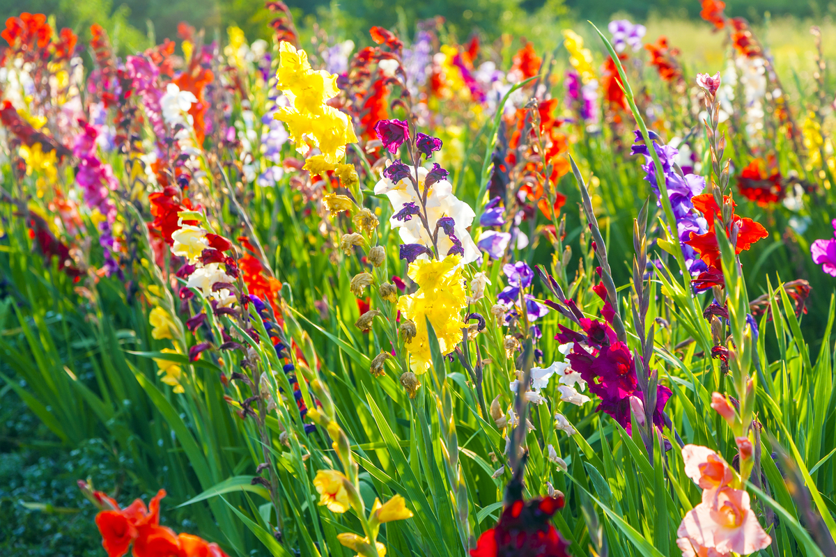 How to create your own wildflower garden | HappySprout