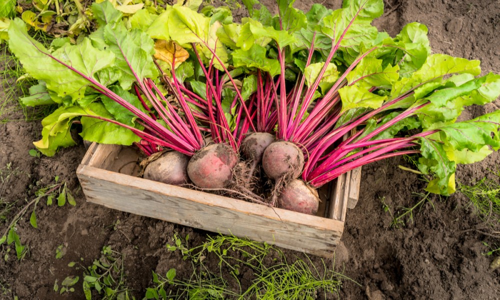 A small box full of freshly harvested beets