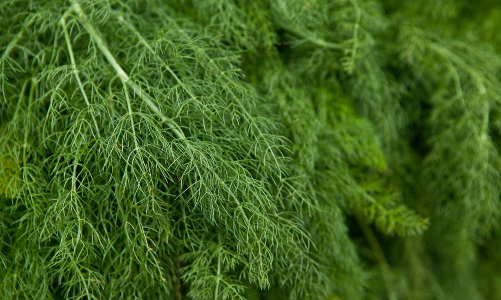 Dill herb