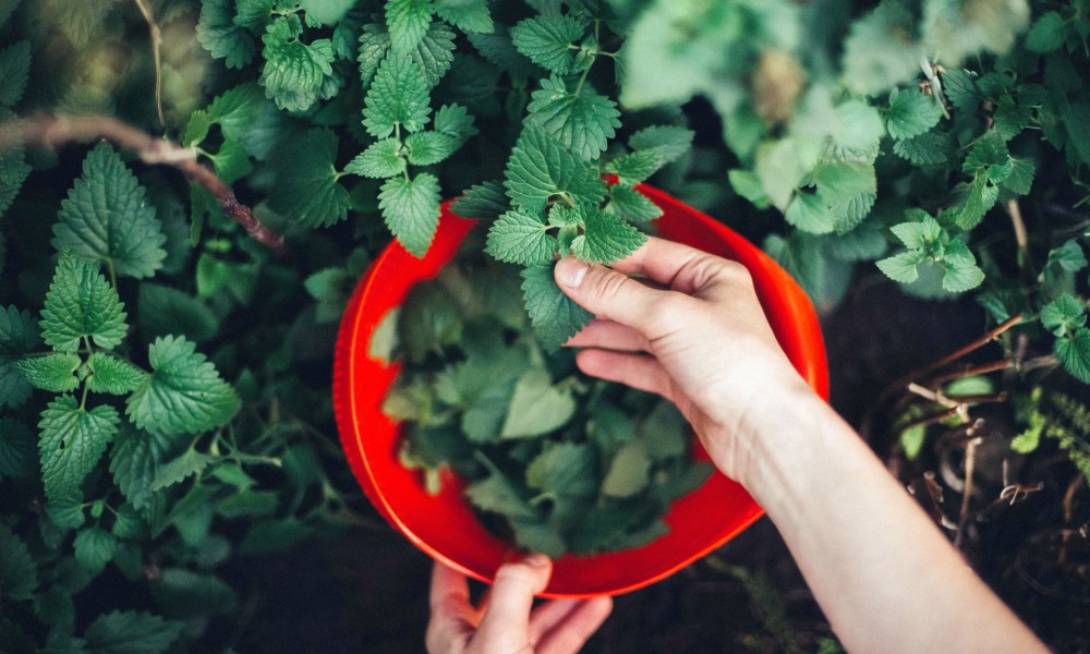 Harvesting peppermint