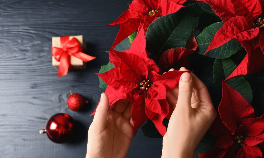 A close-up of a poinsettia bloom