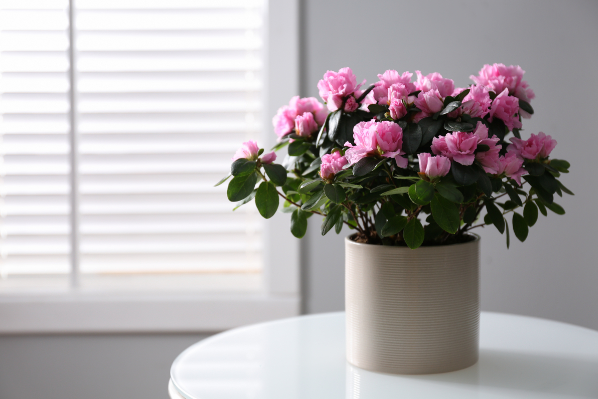 Growing azaleas indoors as beautiful houseplants | HappySprout