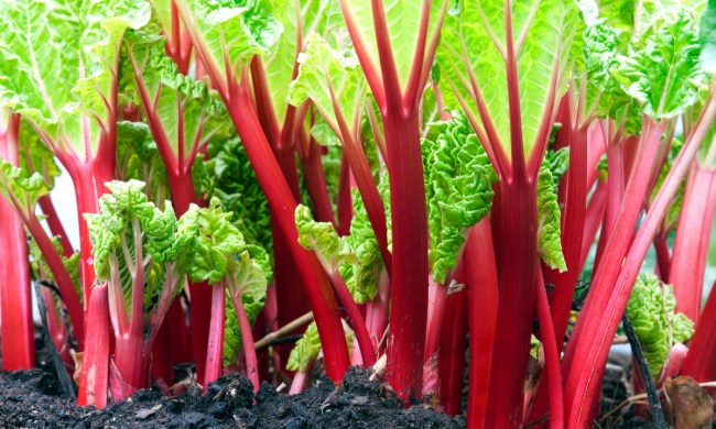 A row of rhubarb stems growing