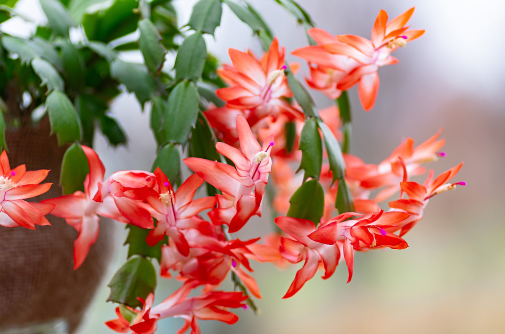 How to Care for the Festive Thanksgiving Cactus  HappySprout