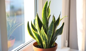 A snake plant in a window