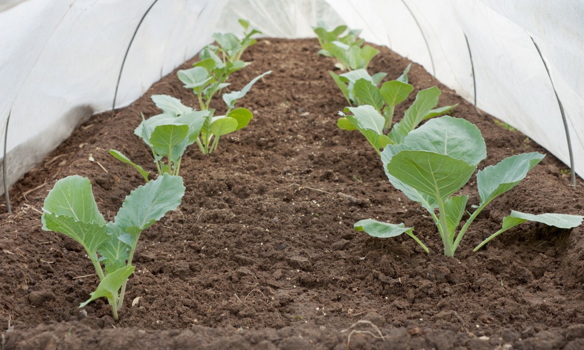 Young plants growing under a row cover