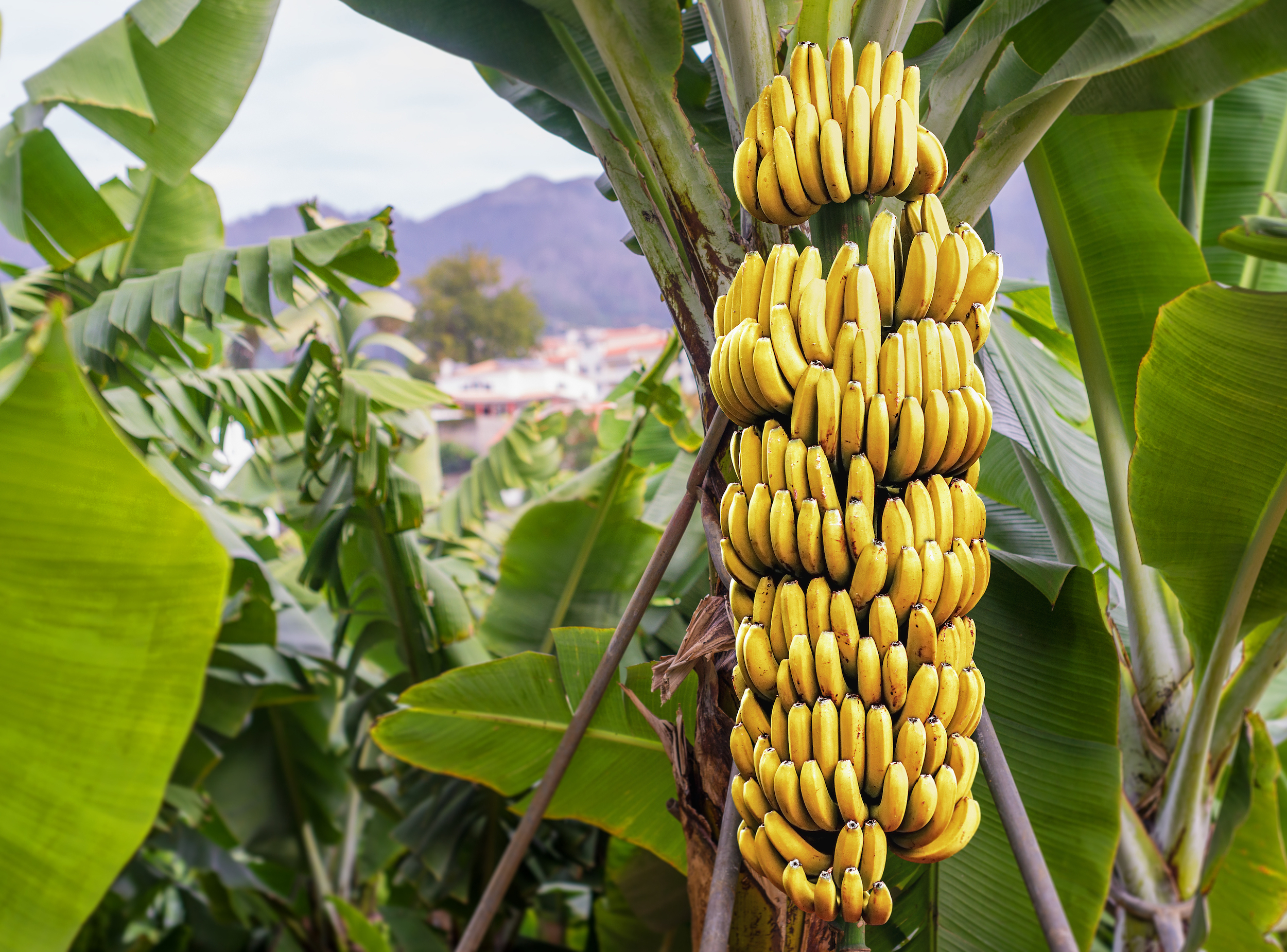 How Bananas Reproduce And How You Can Grow Them Yourself | HappySprout