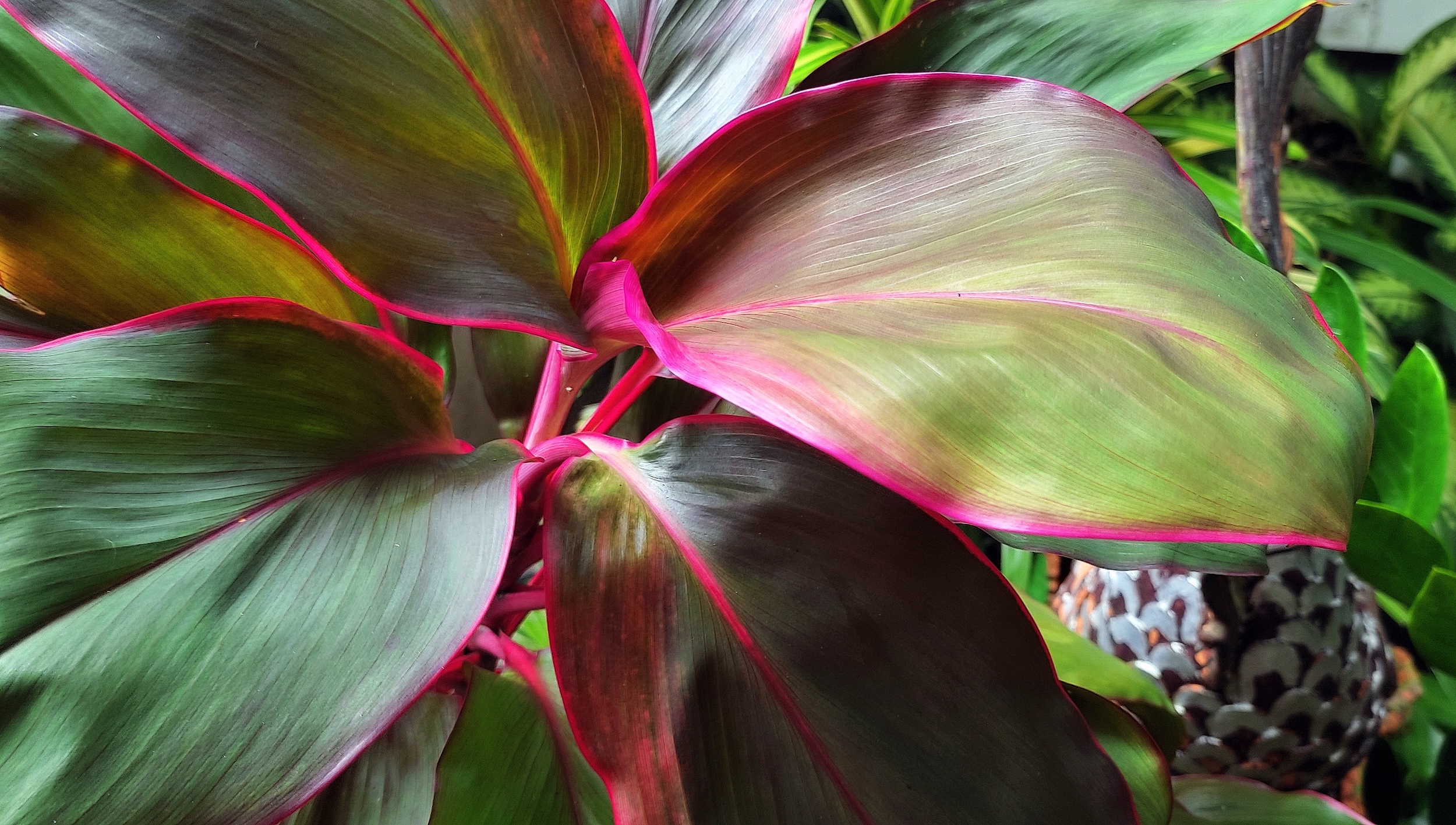 A green and pink cordyline plant