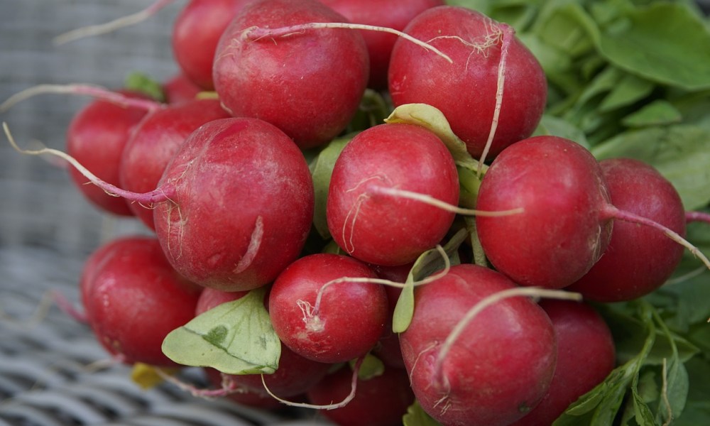 A bundle of freshly harvested red radishes