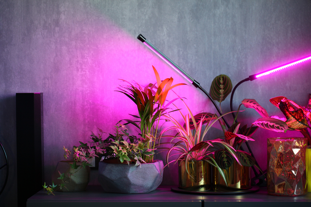 What Color Of Artificial Light Is Best For Plants