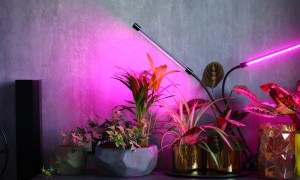 Houseplants under grow lights