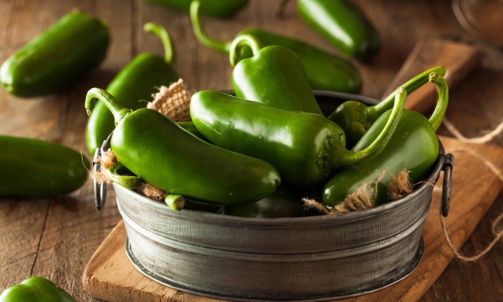 Jalapeno harvest