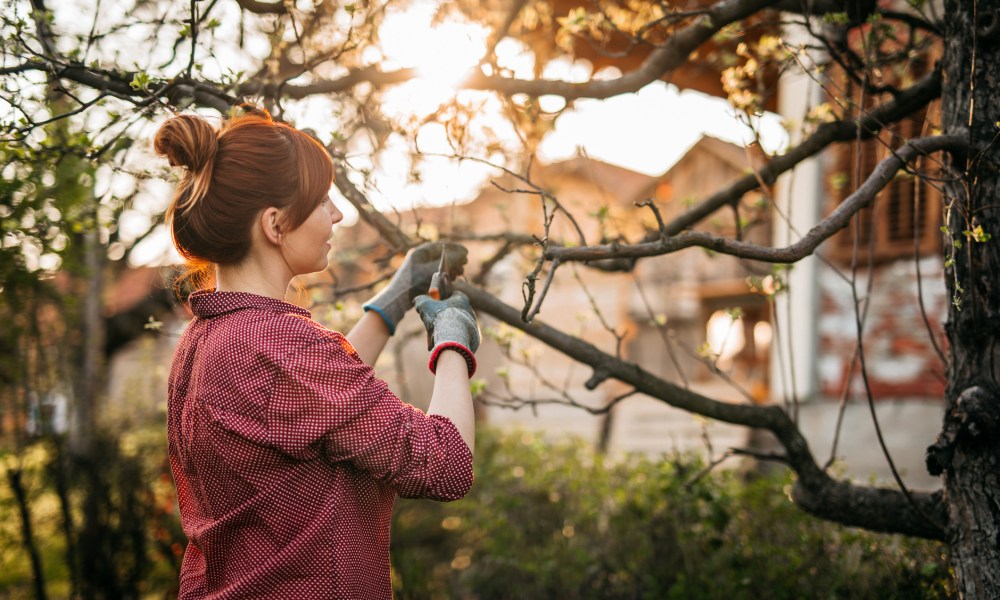 Person pruning a tree