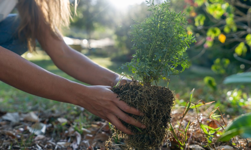 Person planting a tree