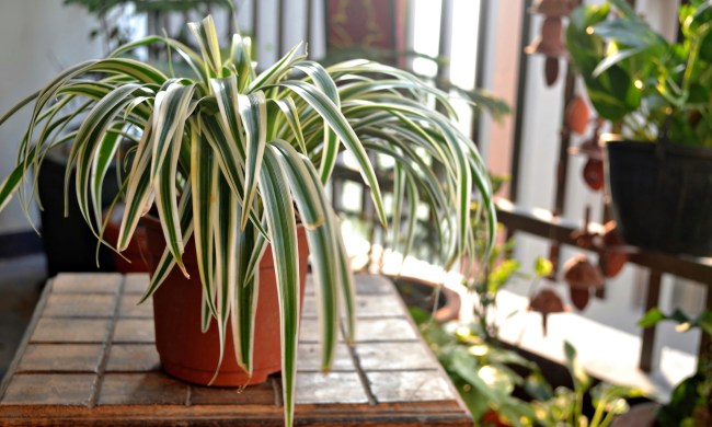 Spider plant on a table