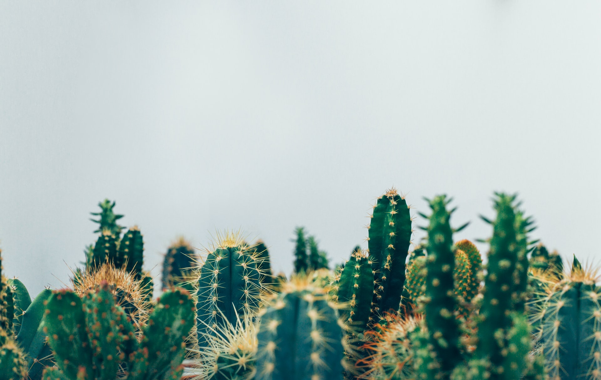 care tips to keep your mini cactus happy thomas verbruggen 5a06owu6wuc unsplash