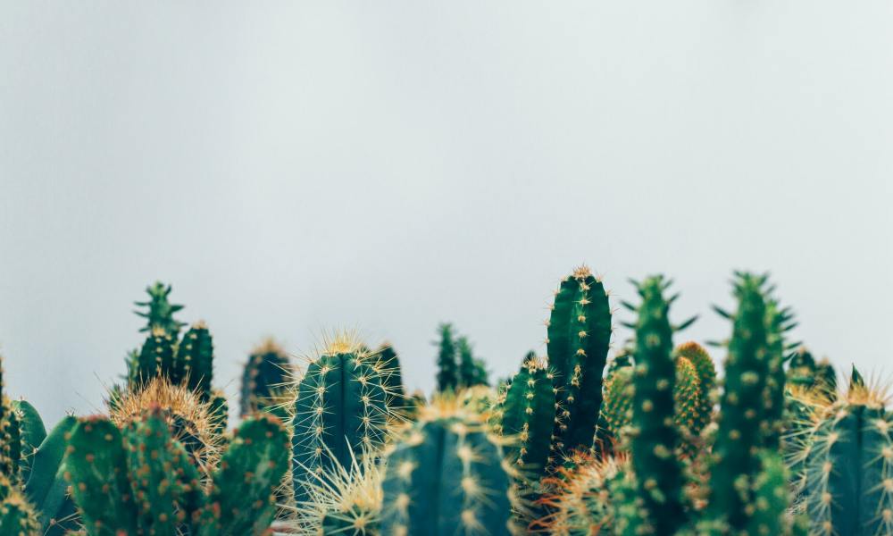 Group of mini cacti