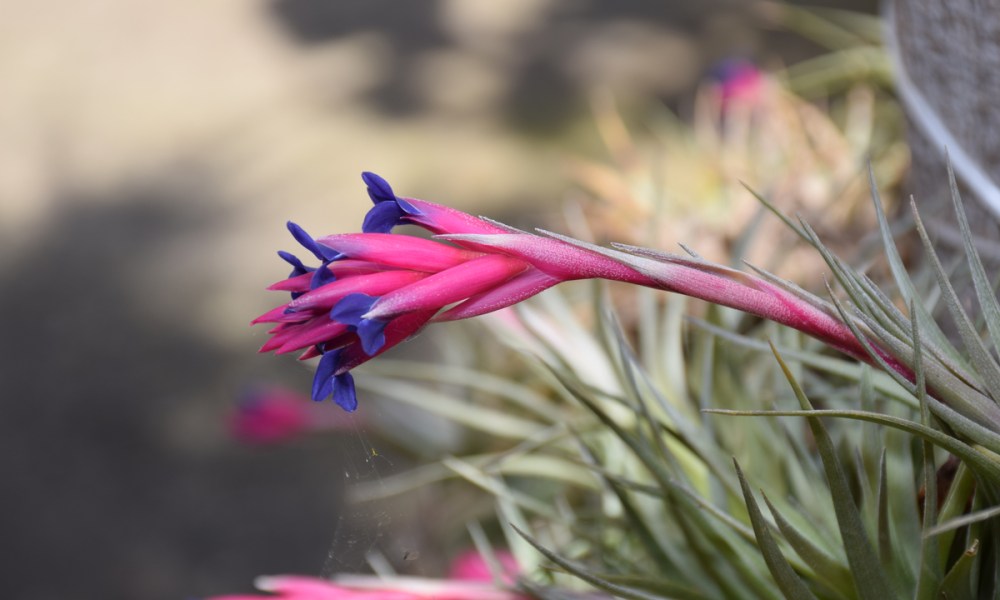 A flowering Tillandsia aeranthos