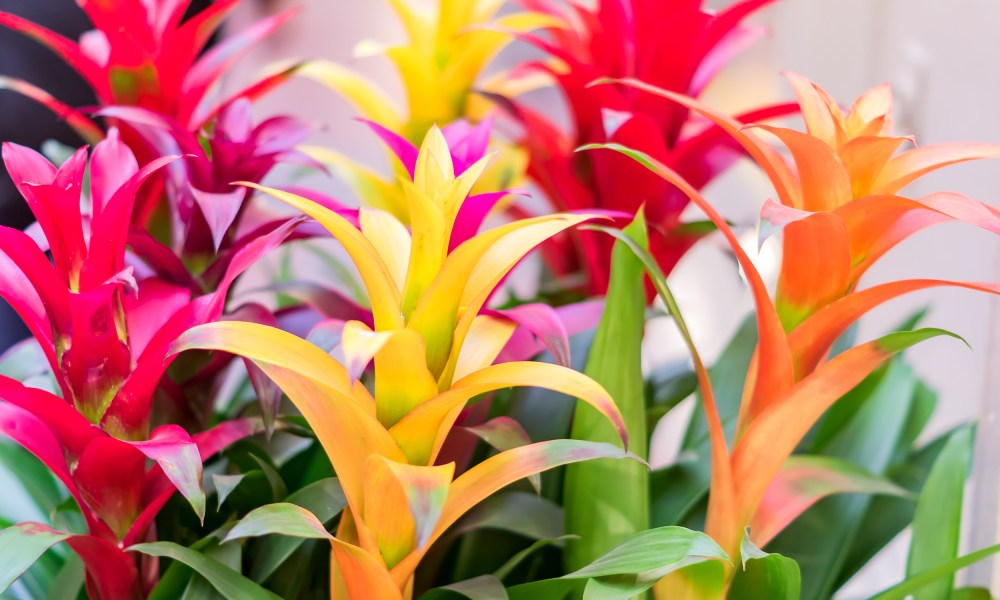 Several bromeliad flowers in various colors