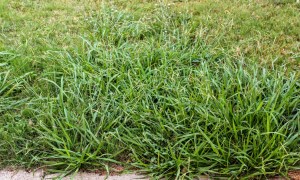 A patch of crabgrass