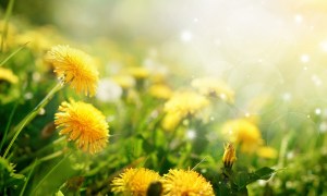 A small dandelion field