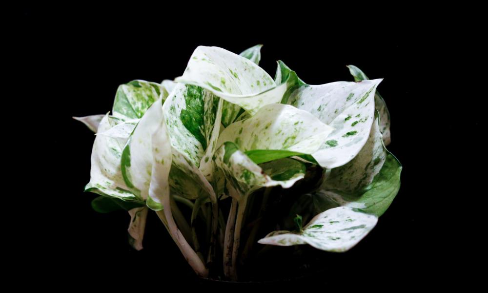 Marble queen pothos