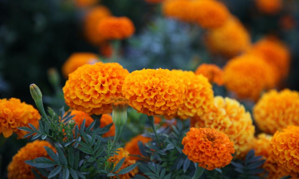 Marigold