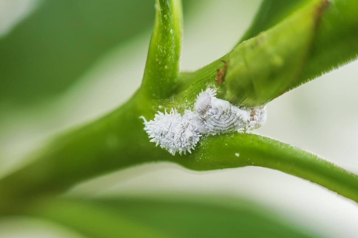 Ways To Get Rid of Mealybugs on Plants HappySprout