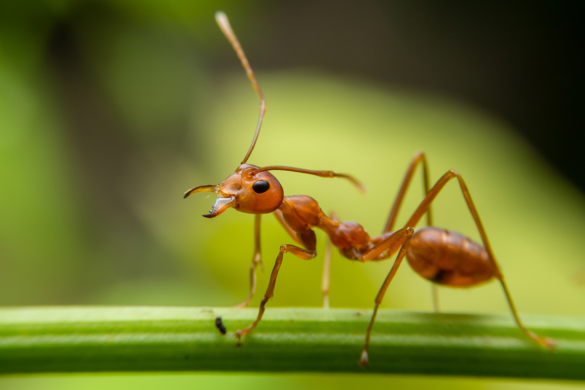 How to Get Rid of Ants in the Garden Once and for All HappySprout