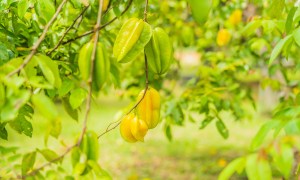 Starfruit