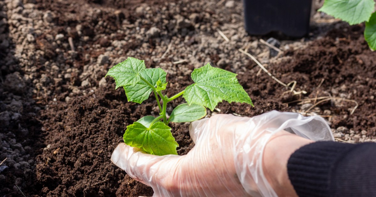 Why Are My Cucumber Leaves Wilting and Dying? | HappySprout