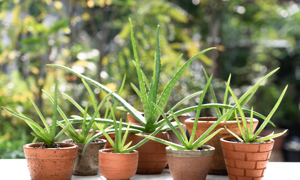 Aloe vera pots