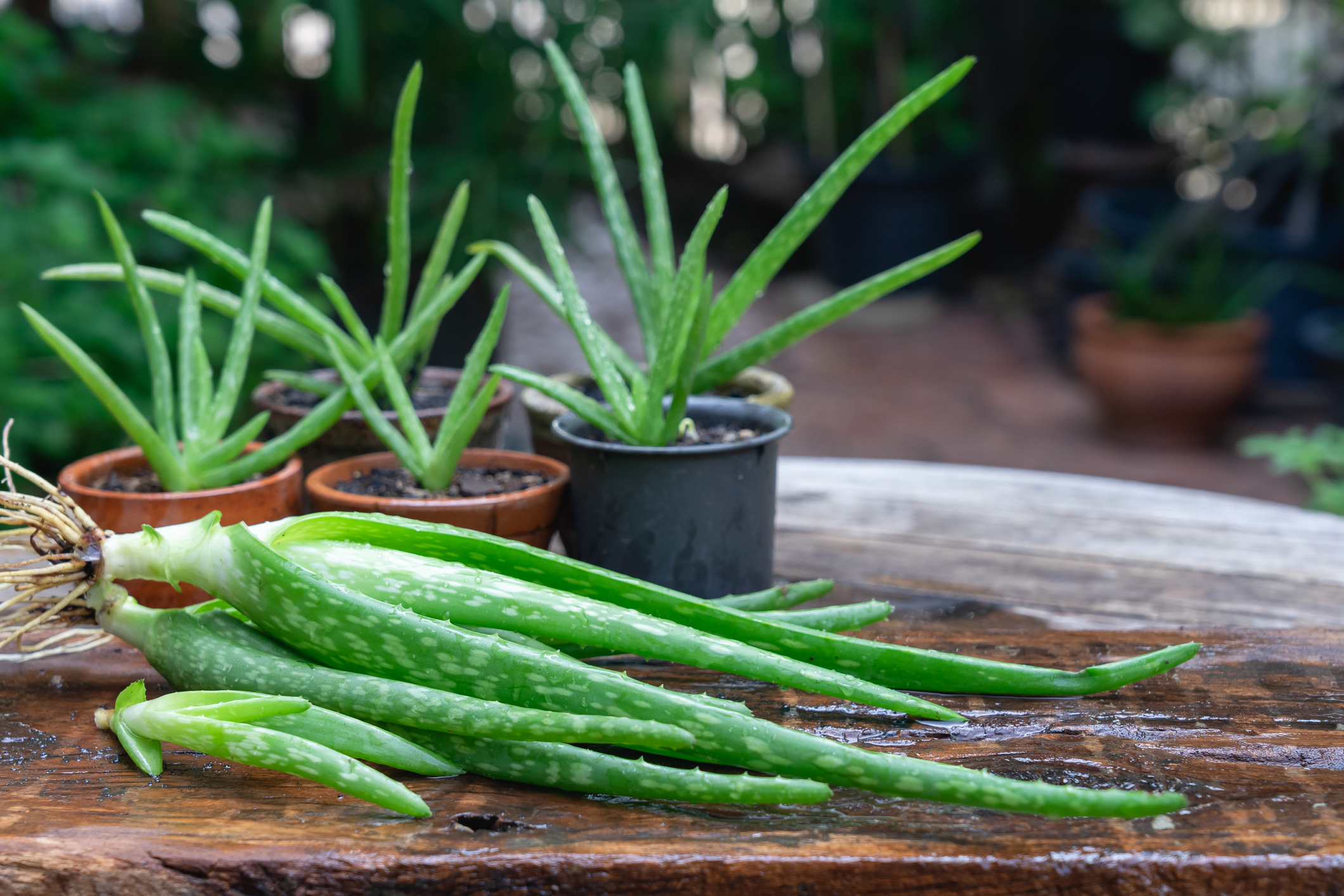 Here's How To Grow Aloe Vera From Seed Pods Or Propagate Your Existing ...