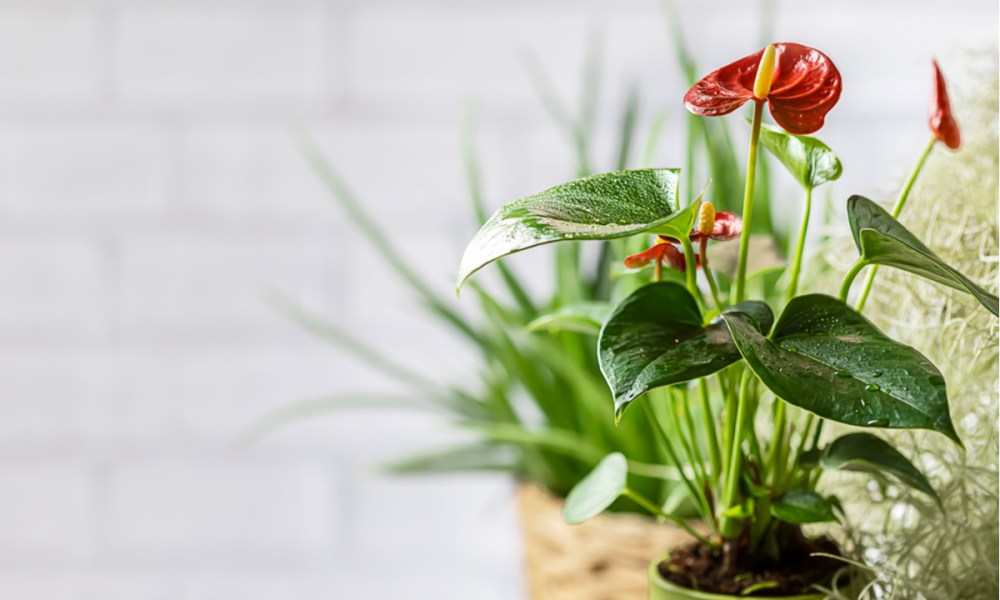 An anthurium in a pot