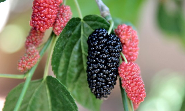Mulberries ripening on the bush