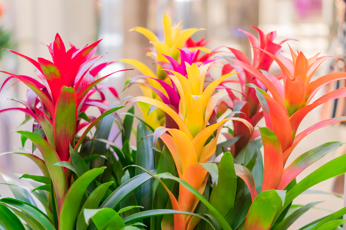 How to Repot Bromeliads  