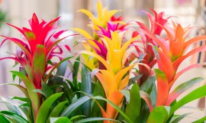 Vibrant bromeliad blooms