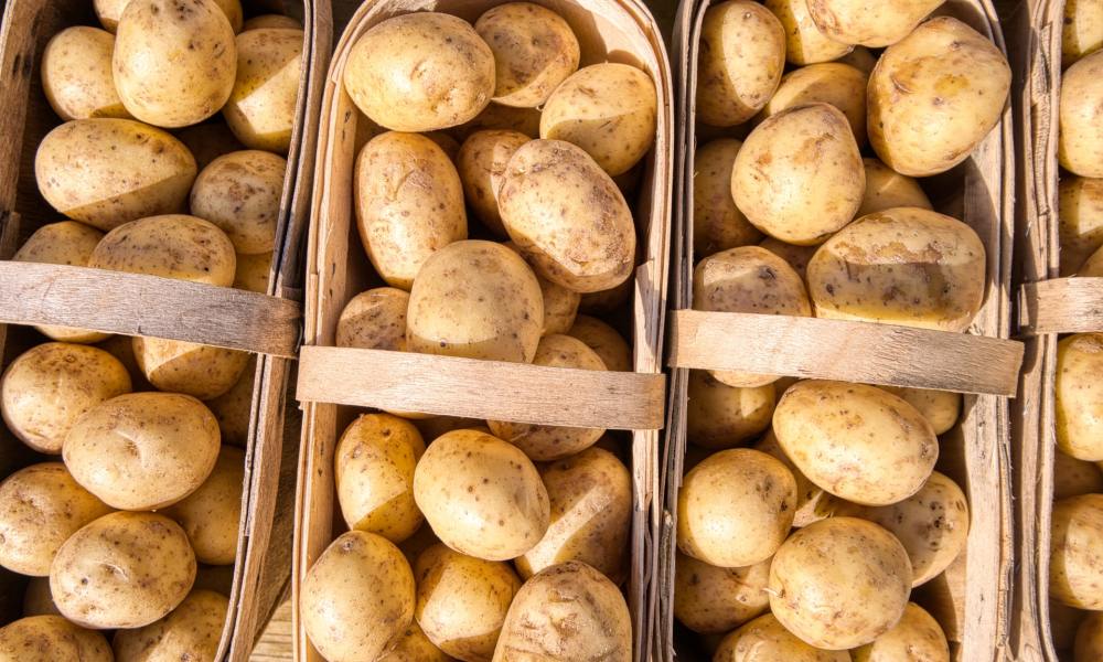 harvested potatoes in baskets