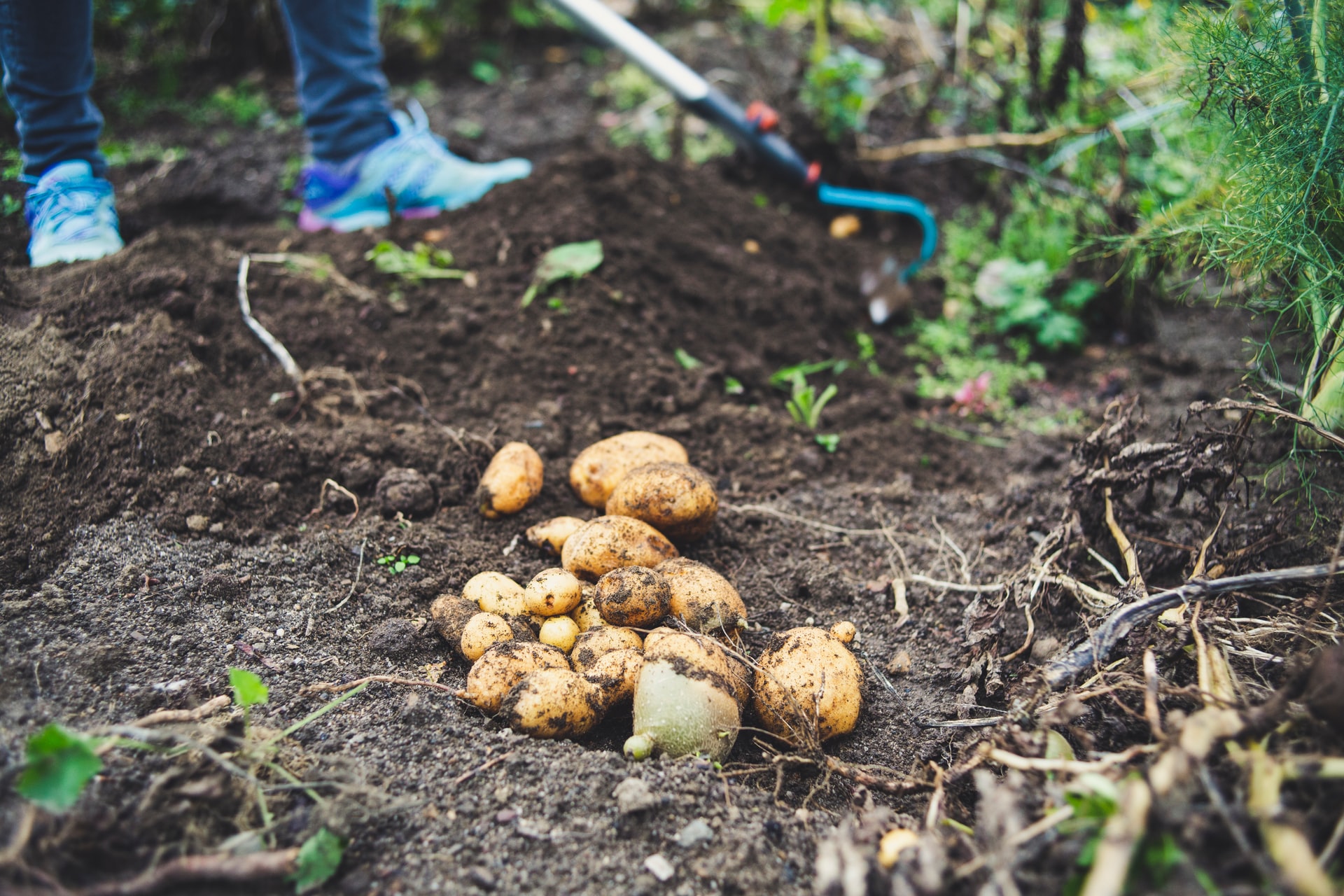 when-to-plant-potatoes-in-zone-7-happysprout