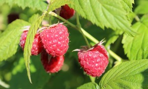 Several ripe red raspberries on a vine