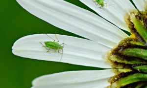 Aphids on the petals of a daisy