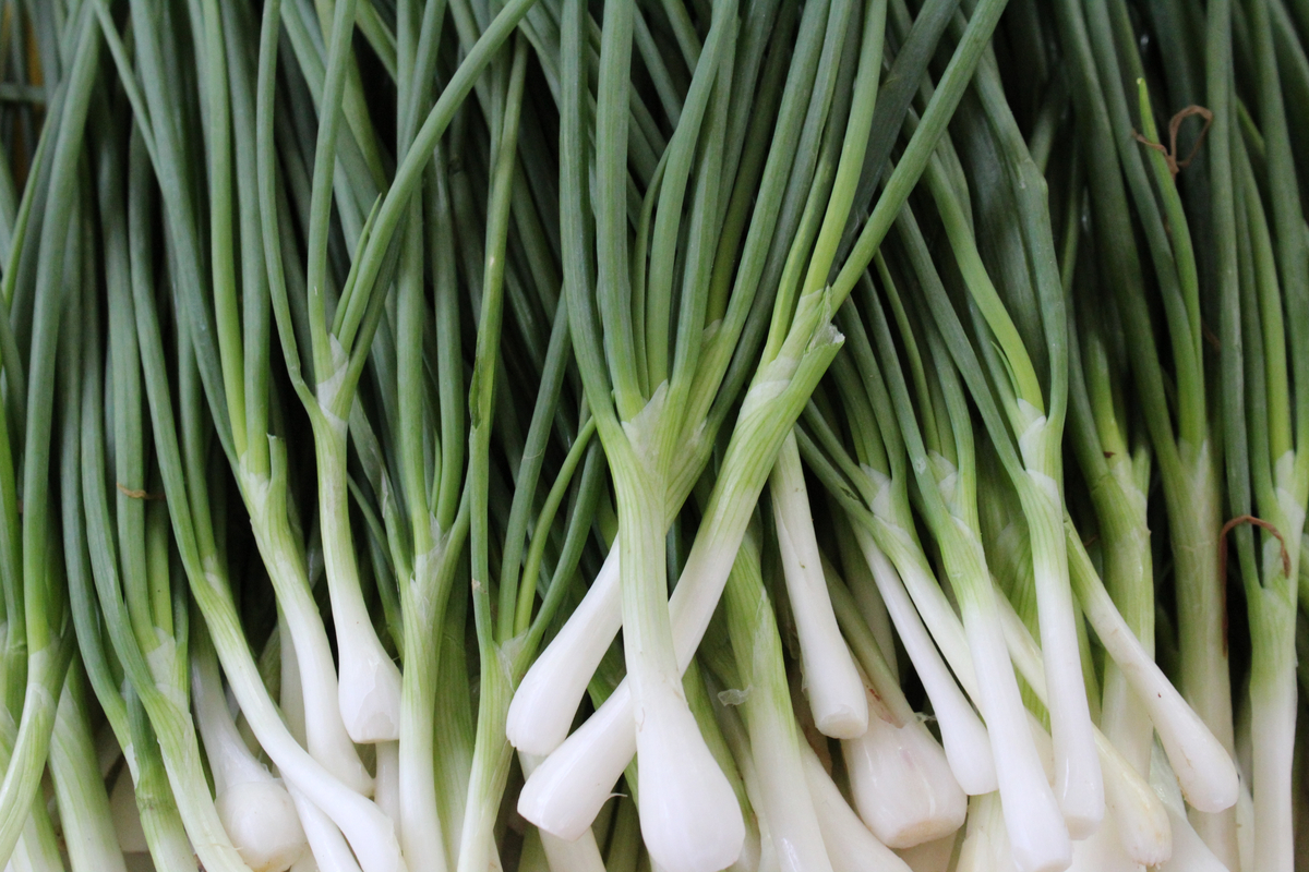 A row of clean spring onions