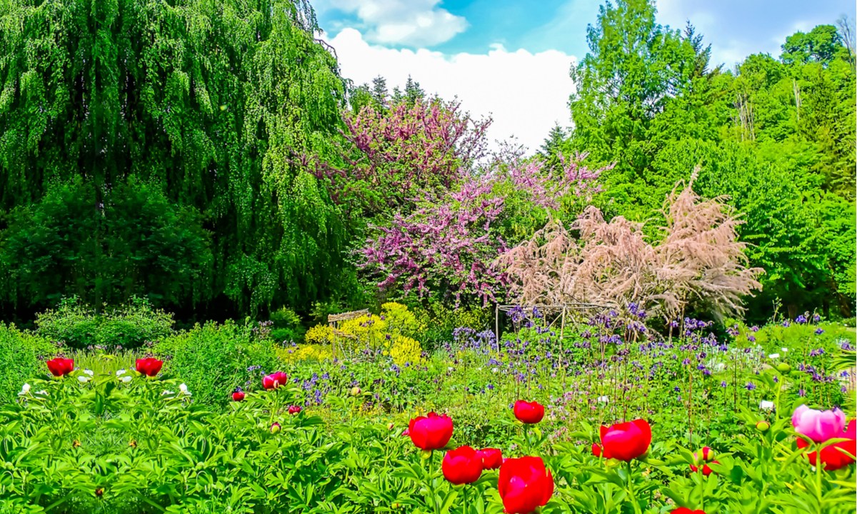 A garden of flowers and trees