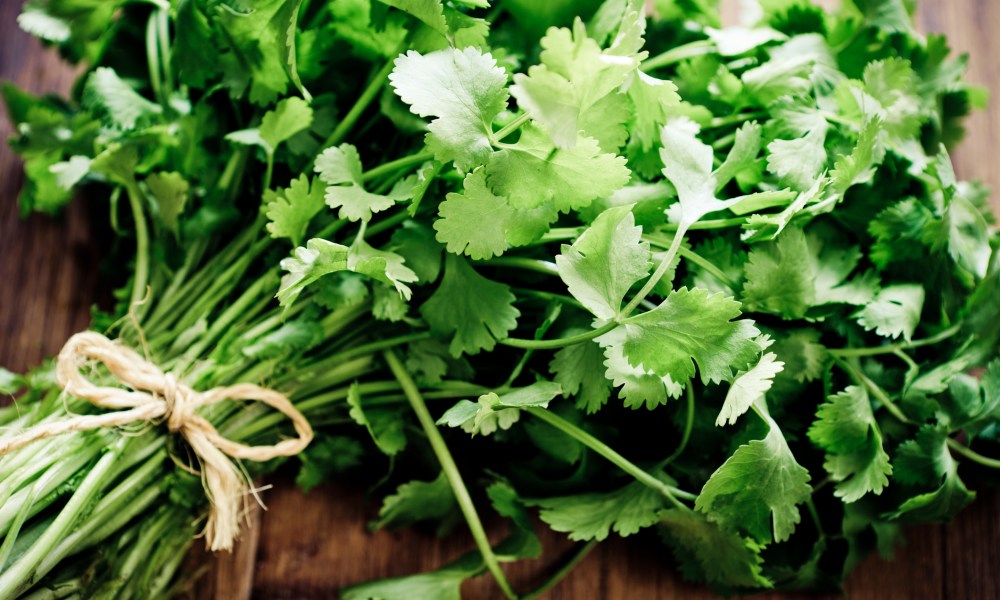 Fresh bunch of cilantro