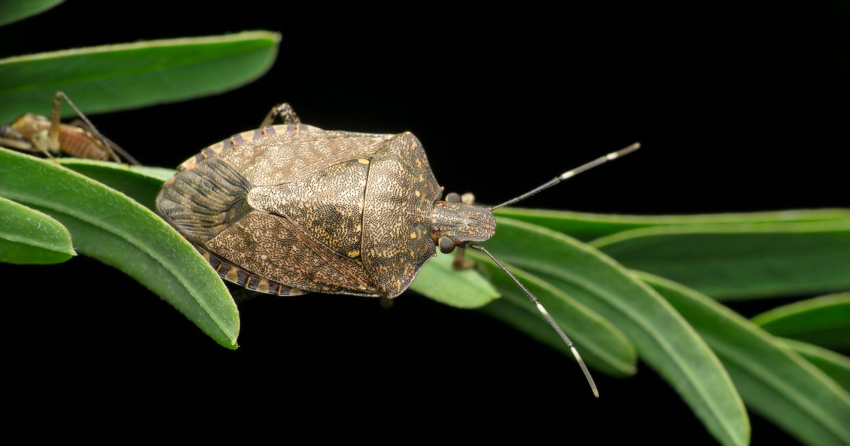 How to Get Rid of Stink Bugs in the Garden | HappySprout