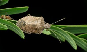 Stink bug on a plant