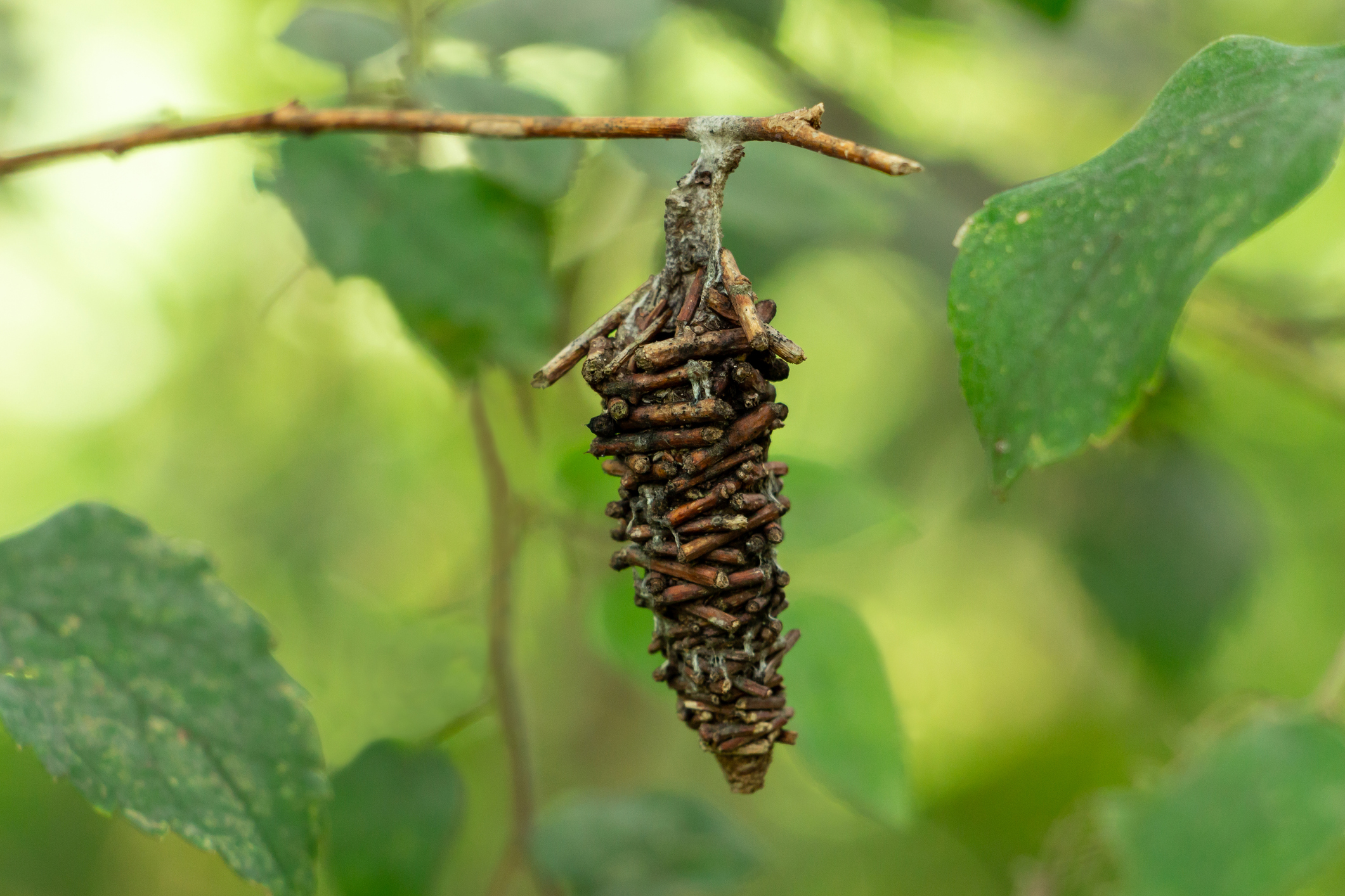 happy holidays christmas tree bagworm