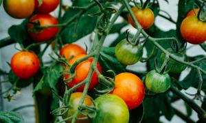 Tomatoes on a tomato plant