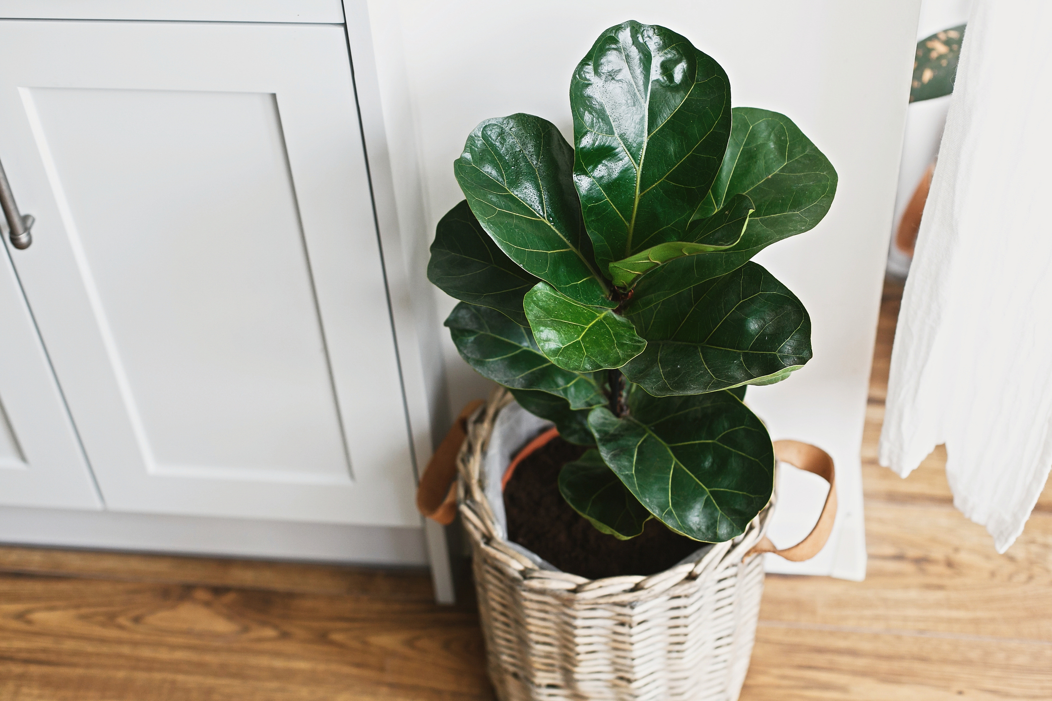 How To Treat Brown Spots On Fiddle Leaf Fig Leaves Happysprout